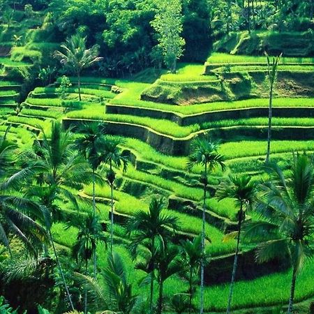 White Creative Villa Campuhan Ubud Exteriér fotografie