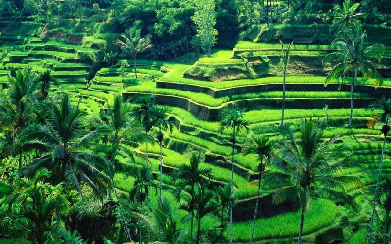 White Creative Villa Campuhan Ubud Exteriér fotografie
